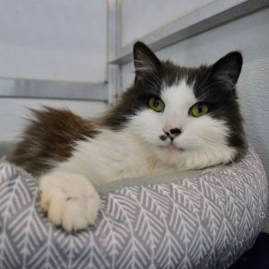 Cucumber, Adult Male Domestic Long Hair