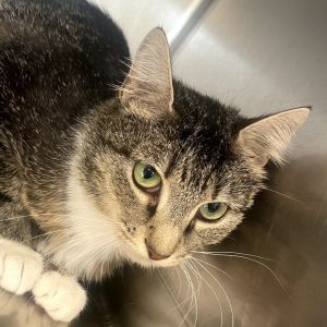 Molly, Adult Female unknown