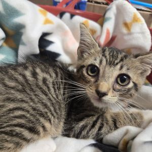 Keanu, Baby Male Domestic Short Hair