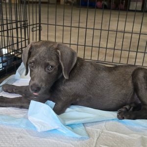 Haiti-197160, Baby Female Weimaraner
