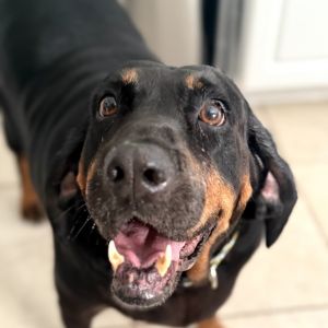 Big Momma Margot, Senior Female Black and Tan Coonhound