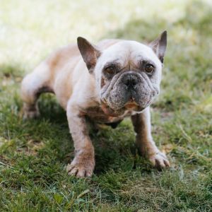 Stewie, Adult Male French Bulldog