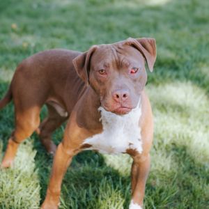 Danny, Adult Male American Staffordshire Terrier