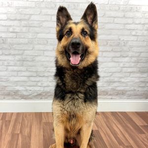Dallas, Senior Male German Shepherd Dog