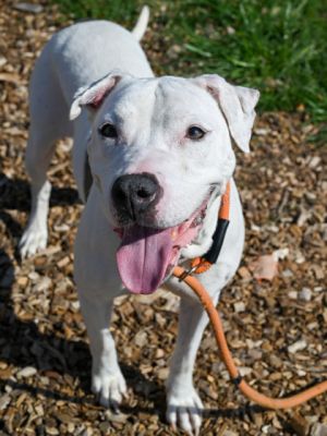 Snowy, Adult Female Mixed Breed