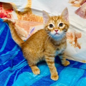 Cheddar, Baby Male Domestic Short Hair