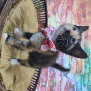 Wanda, Baby Female Domestic Short Hair