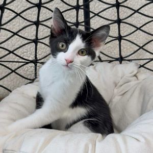 Romeo, Baby Male Domestic Short Hair