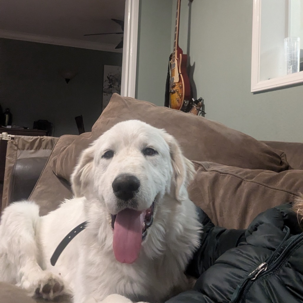 GOOSE