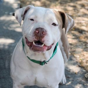 LADY JANE, Adult Female Pit Bull Terrier
