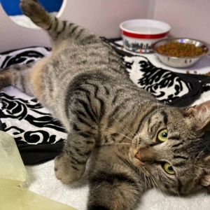 If this animal is located at our Manhattan Adoption Center head in to meet them and see if you are