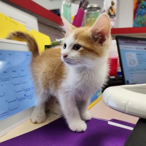 Ronald, Baby Male Domestic Short Hair