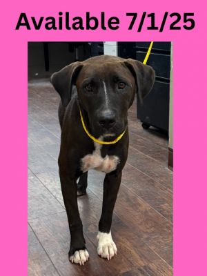 Dog Kennel #7, Young Female Labrador Retriever