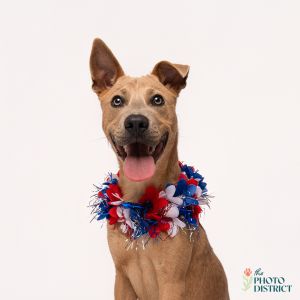 Sherlock, Baby Male Terrier