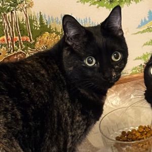 Tabitha Domestic Short Hair Cat