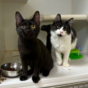 Weve got kittens If youre ready to add some spunk silliness and purrs to your home now is the 