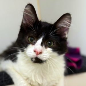 Crunch Domestic Long Hair Cat