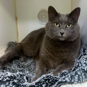 Kiki Domestic Short Hair Cat