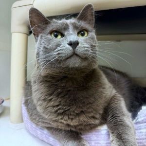 Kiki Domestic Short Hair Cat