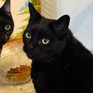 Blake Domestic Short Hair Cat
