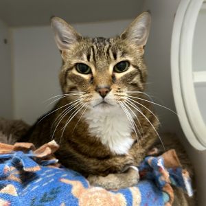 Leo Domestic Short Hair Cat