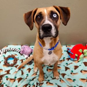 Bluey will make sure youre never feeling blue This gorgeous 2-year-old Boxer mix is ready to start