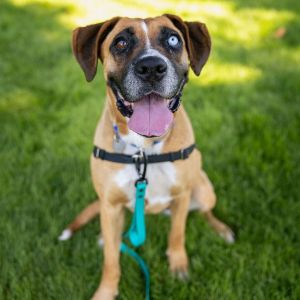 Bluey will make sure youre never feeling blue This gorgeous 2-year-old Boxer mix is ready to start