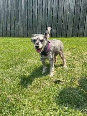 Mojo-OS, Senior Male Schnauzer