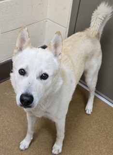 Elan, Adult Male Jindo