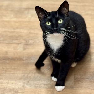 Tux, Young Male Domestic Short Hair