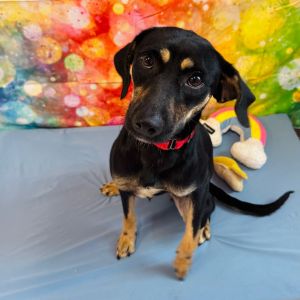 Kelly, Young Female Mixed Breed