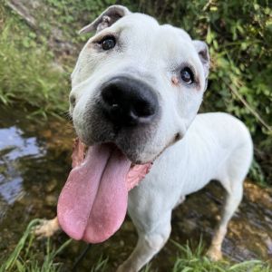 Snoopy, Senior Male unknown