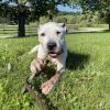 Snoopy photo 2