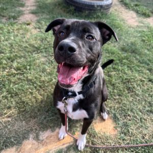Plunder, Young Male Australian Cattle Dog / Blue Heeler