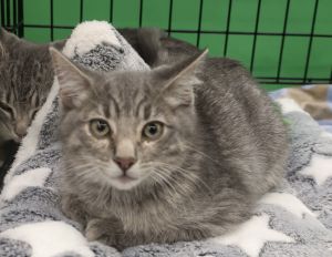 Runty, Baby Male Domestic Short Hair
