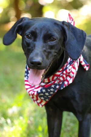 Mandible is barely a year old weighs 27 pounds and is just an all-around lovely easygoing girl wi