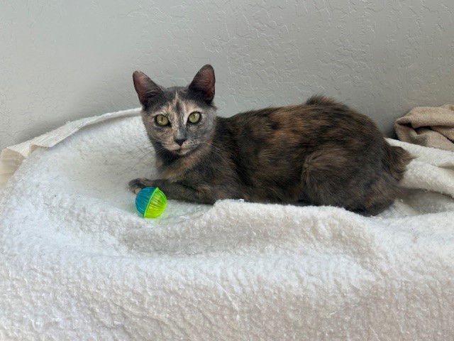 Hazel