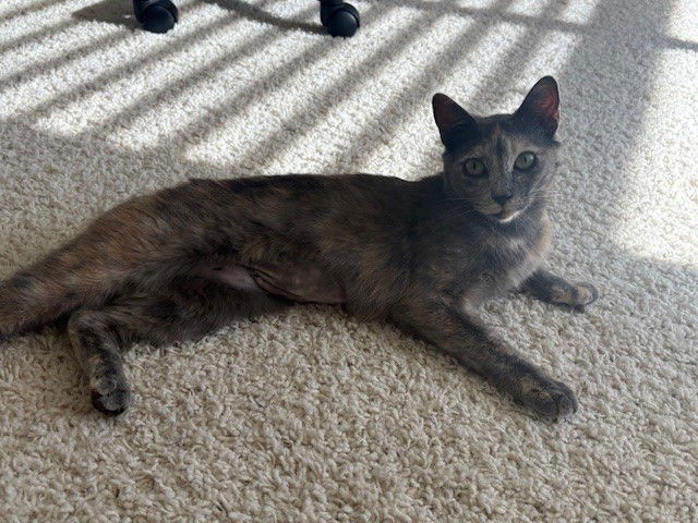 Hazel