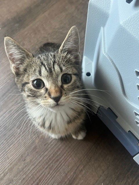 Turbo BONDED with Hikaru