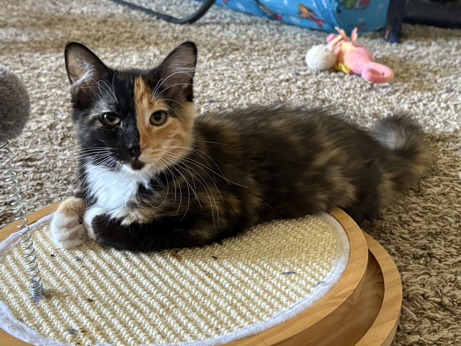 Chovy BONDED with Olive