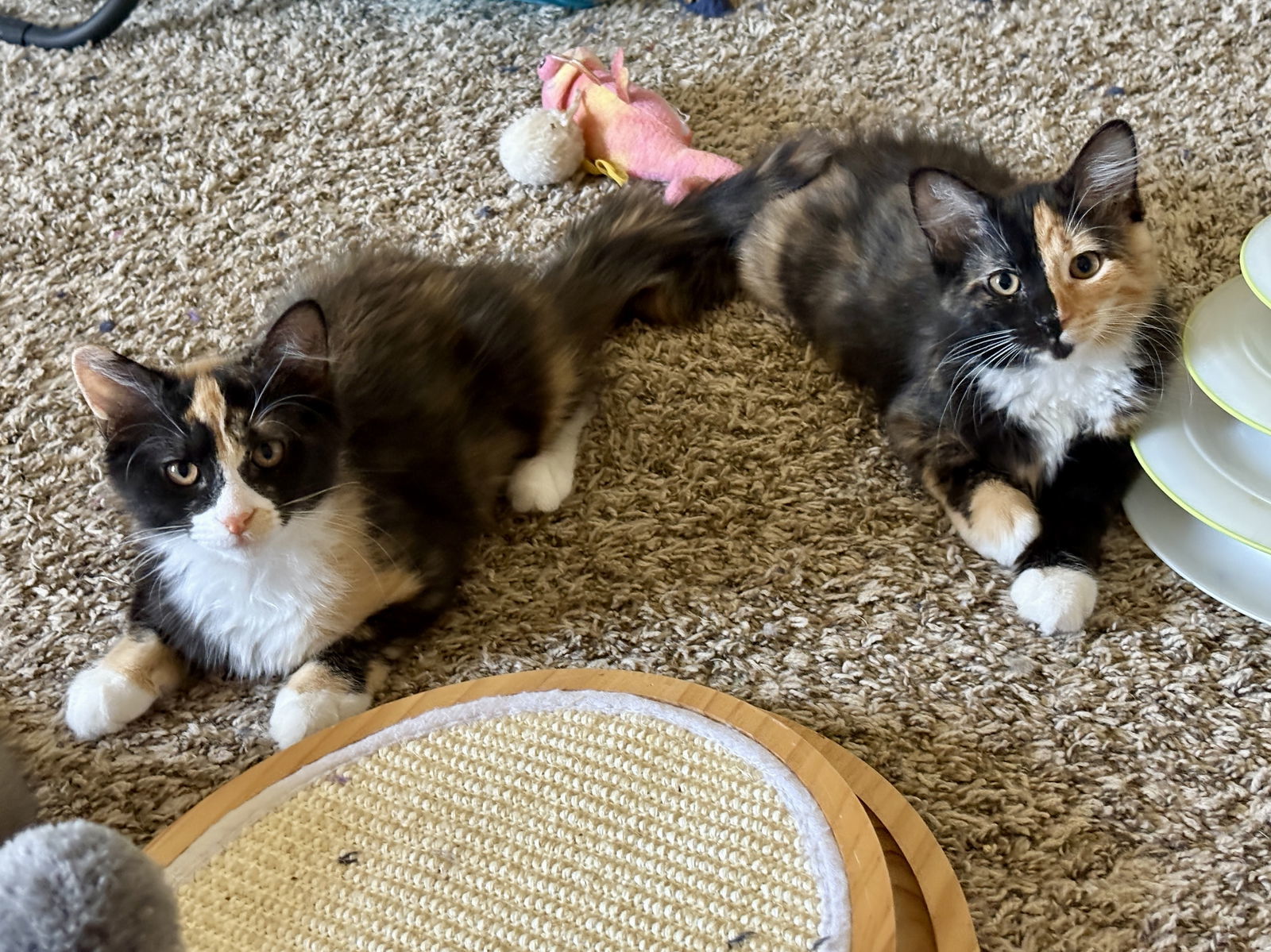 Chovy BONDED with Olive