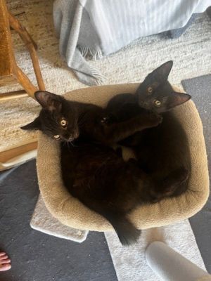 Flacito BONDED with Buenito &amp; Gortdito, Baby Male Domestic Short Hair