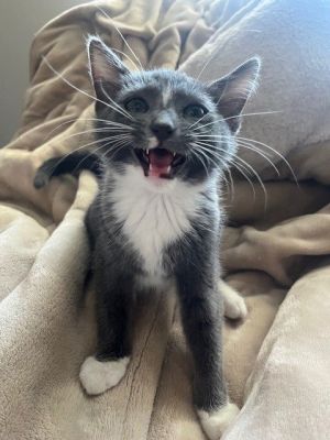 Hikaru BONDED with Turbo, Baby Male Domestic Short Hair