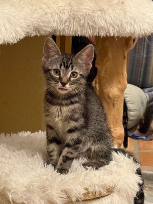Morgan, Baby Male Tabby