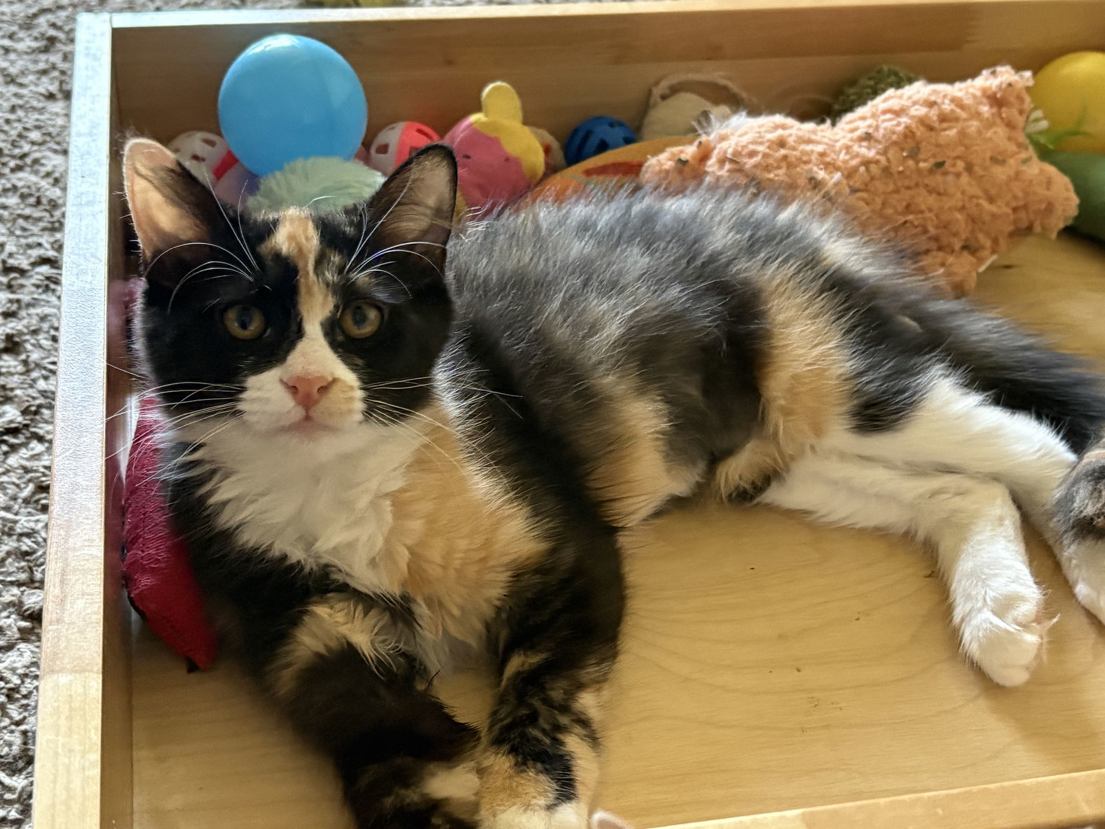 Olive Bonded with Chovy