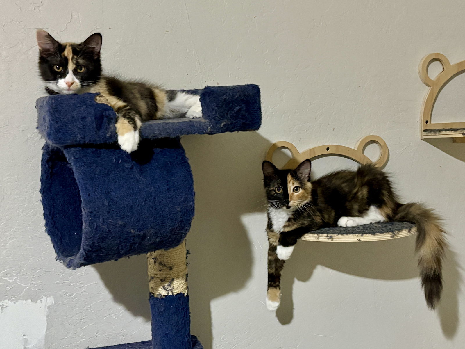 Olive Bonded with Chovy