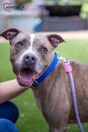 Molly, Adult Female Mixed Breed