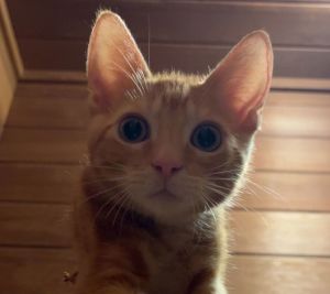 Cheese, Baby Male Tabby