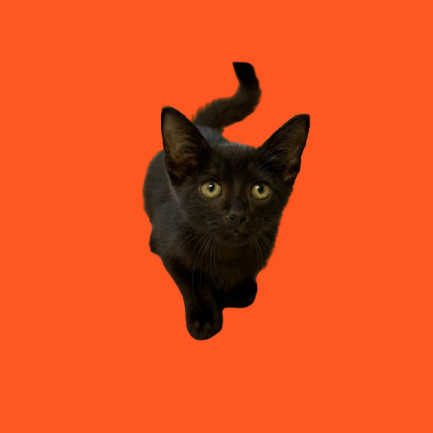 Cricket, an adoptable Domestic Short Hair in Tuscaloosa, AL, 35401 | Photo Image 1