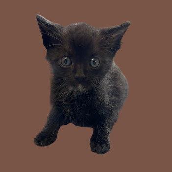 Ninja, an adoptable Domestic Short Hair in Tuscaloosa, AL, 35401 | Photo Image 1
